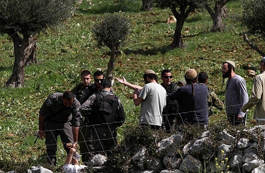 مستوطنون يشعلون النيران في أشجار زيتون بقرية برقا برام الله (فيديو)