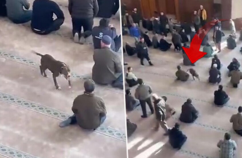 كلب من نوع "بيتبول" يقتحم مسجدا تركيا ويثير هلع المصلين (فيديو)