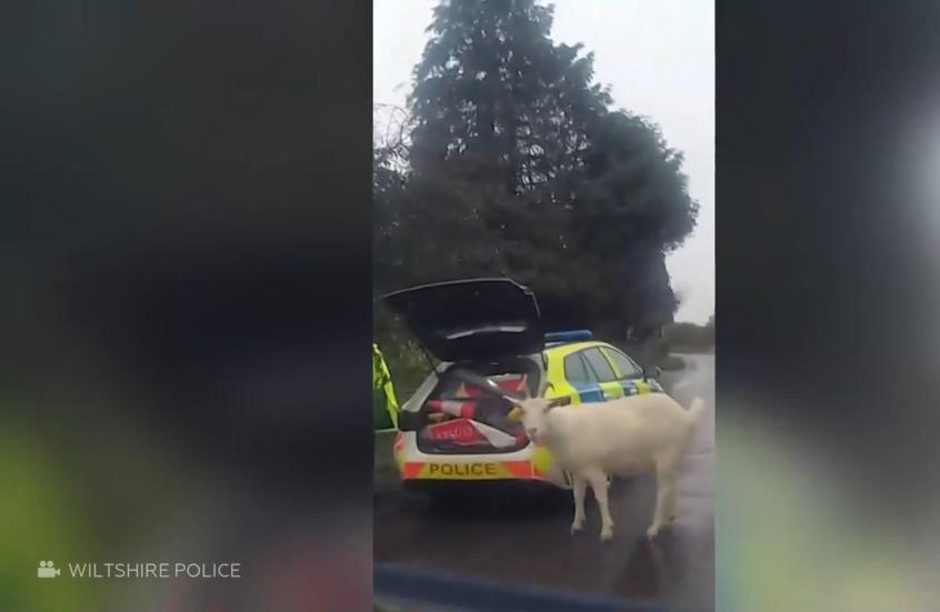 الشرطة البريطانية تستخدم حبلا للقبض على تيس هارب