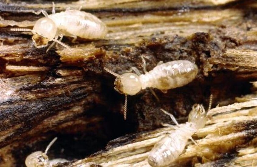 هل تسبب "النمل الأبيض" في انهيار المباني بقرى الأقصر؟ الزراعة المصرية توضح (صور)