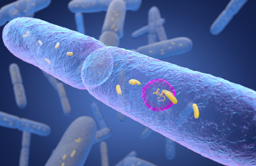 دور وقائي للبكتيريا المعوية ضد مرض السكري