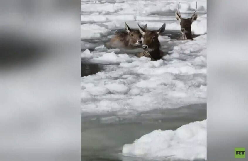 الصين.. إنقاذ 3 غزلان من نهر متجمد