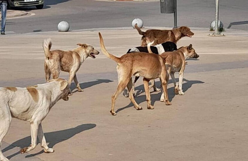 تحرك مصري لمواجهة الكلاب الضالة بعد تسببها بوفاة مسن وإصابة آخر