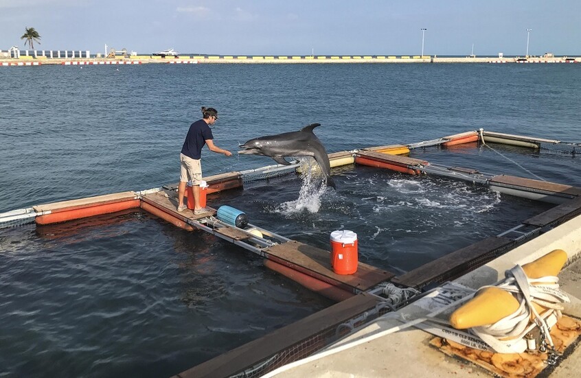 تقرير: البنتاغون ينفق ملايين الدولارات سنويا على تدريب الدلافين