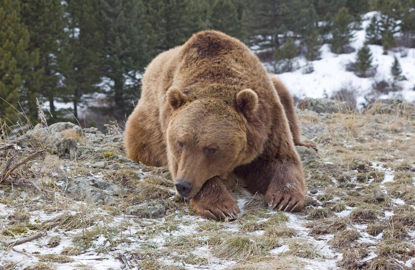 حظر تربية الدببة لإنتاج العصارة الصفراوية في 2026