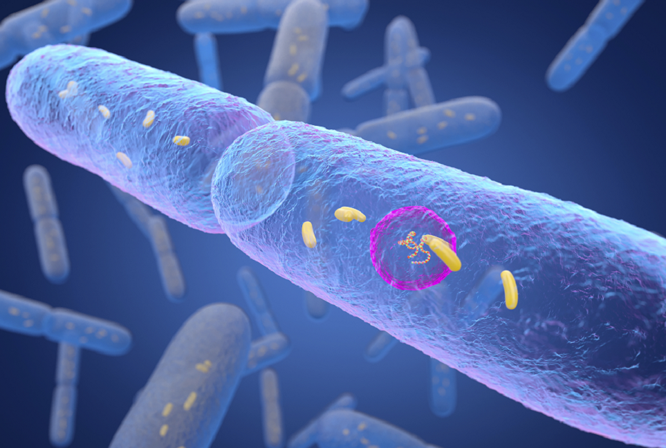 دور وقائي للبكتيريا المعوية ضد مرض السكري