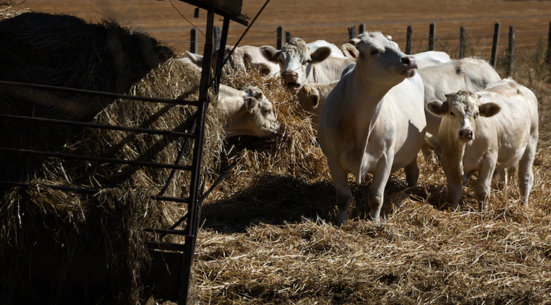 الزراعة العراقية تنفي استيراد "التبن" بقيمة 1.3 مليار دولار