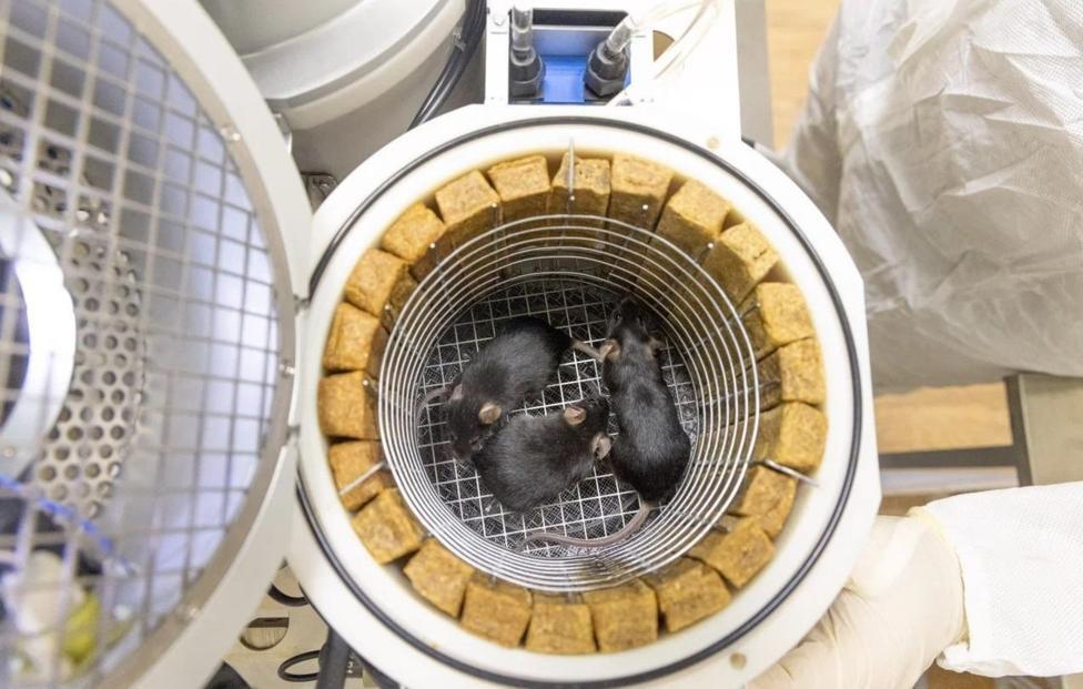 فئران صينية تنجب ذرية سليمة بعد عودتها من محطة الفضاء