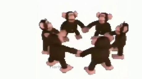 العلماء يكتشفون قدرة قرود المكاك على اتباع إيقاع الموسيقى مثل البشر