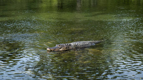 إسرائيل تركتب 