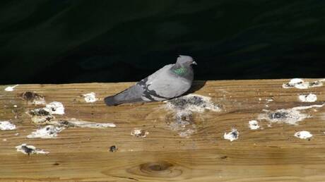 العلماء يحذرون من خمائر خطيرة في فضلات الحمام قد تنتقل إلى البشر