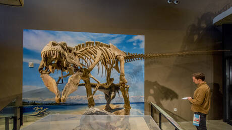 فرنسا بصدد إعادة هيكل ديناصور مسروق إلى منغوليا