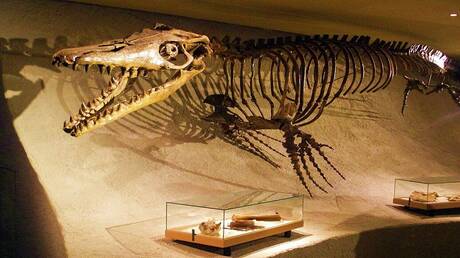 العثور على بقايا ديناصور نهري