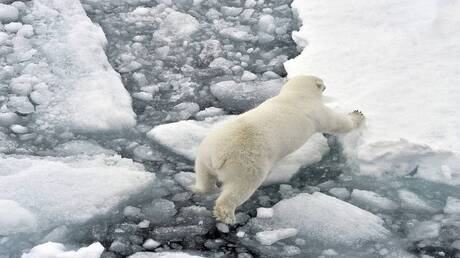دراسة: تغيّر المناخ يحفّز طفرات جينية لدى الدببة القطبية