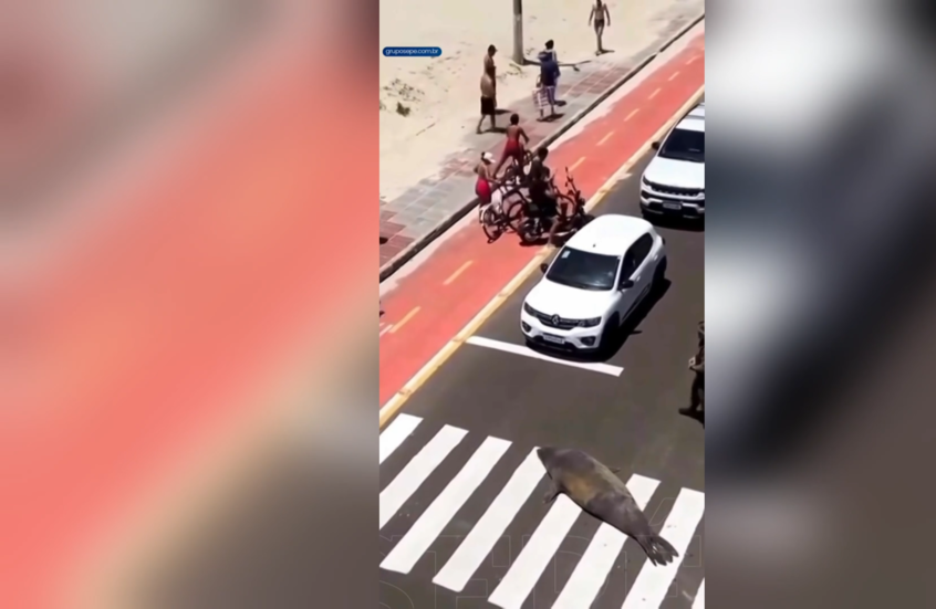 أسد بحر يترك المحيط ليتجول في الشوارع البرازيلية