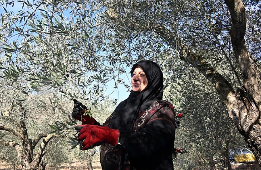 سيدة في جنوب لبنان خلال موسم قطاف الزيتون