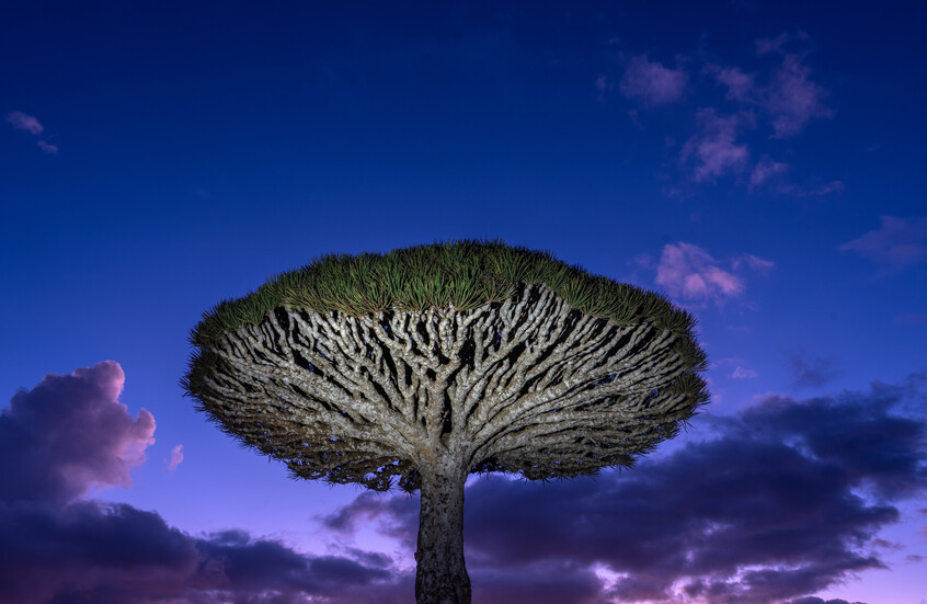 أكثر من 400 سائح عالقون في جزيرة سقطرى اليمنية بعد إلغاء الرحلات الجوية بسبب النزاع