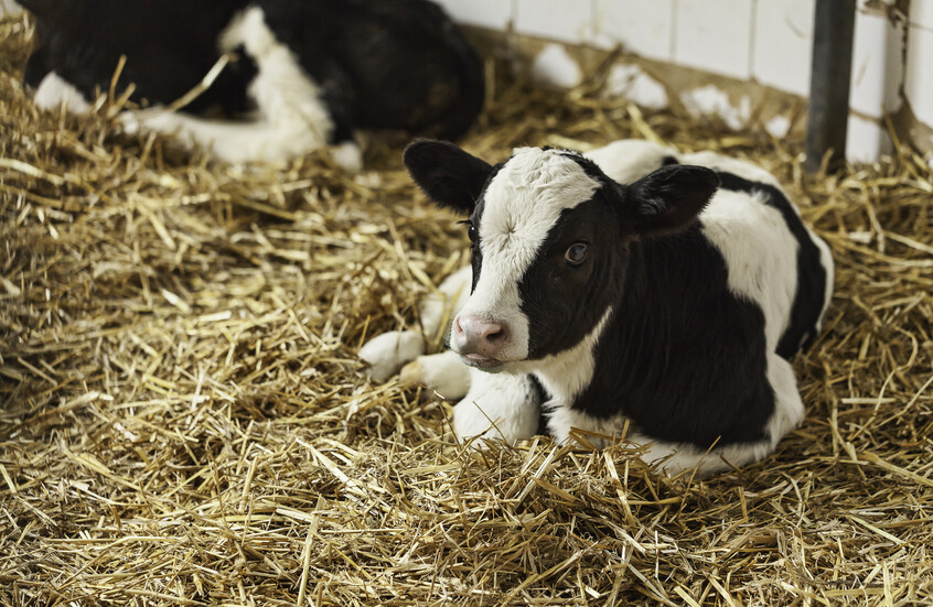 "ظاهرة نادرة".. ولادة عجل برأسين في لبنان (صورة)