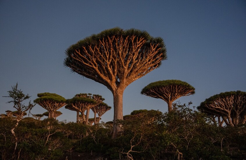 الخطوط الجوية اليمنية تؤكد نجاح التشغيل الاستثنائي لرحلة سقطرى