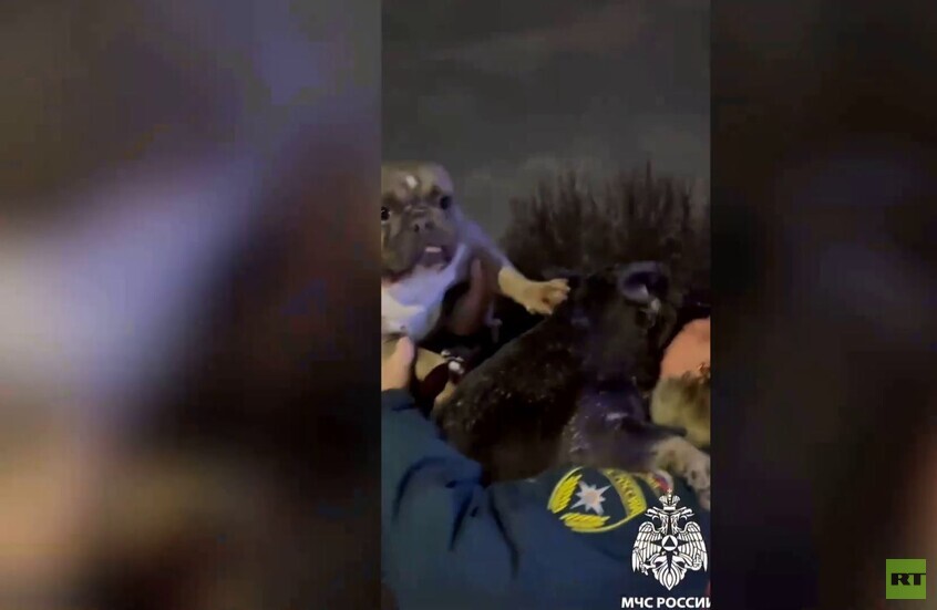 روسيا.. إجلاء 17 كلبا من حريق في مدينة كيميروفو