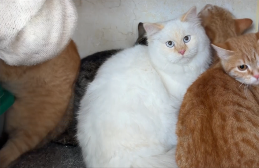 حين تتحول الرحمة إلى فكرة.. السورية حنين محمد تؤسس عالما للقطط في ليبيا