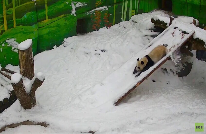موسكو.. الباندا كاتيوشا تستمتع بالثلوج في حديقة الحيوان