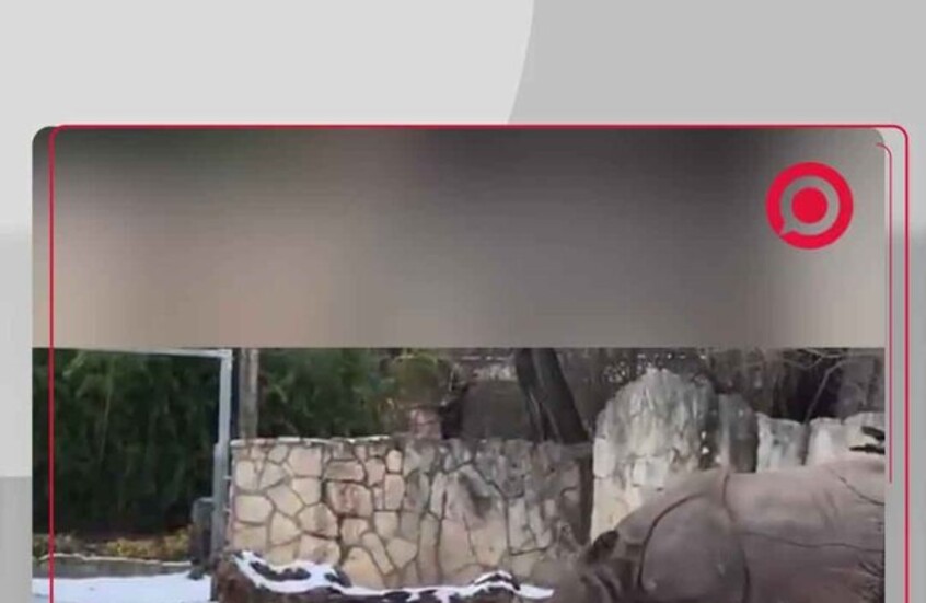 مشهد لا يصدق.. غزال صغير يحاول مهاجمة وحيد قرن هائل في حديقة حيوانات