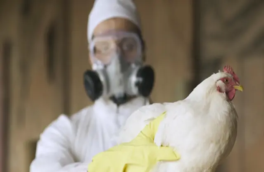 مصر.. بيان حكومي يكشف حقيقة تفشي إنفلونزا الطيور