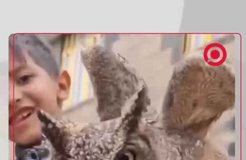 طفل يمني يفاجئ والده ويصطاد بومة ويخبئها في حقيبته المدرسية