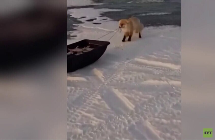 كازاخستان.. ثعلب يحاول سرقة جهد عمل الصيادين