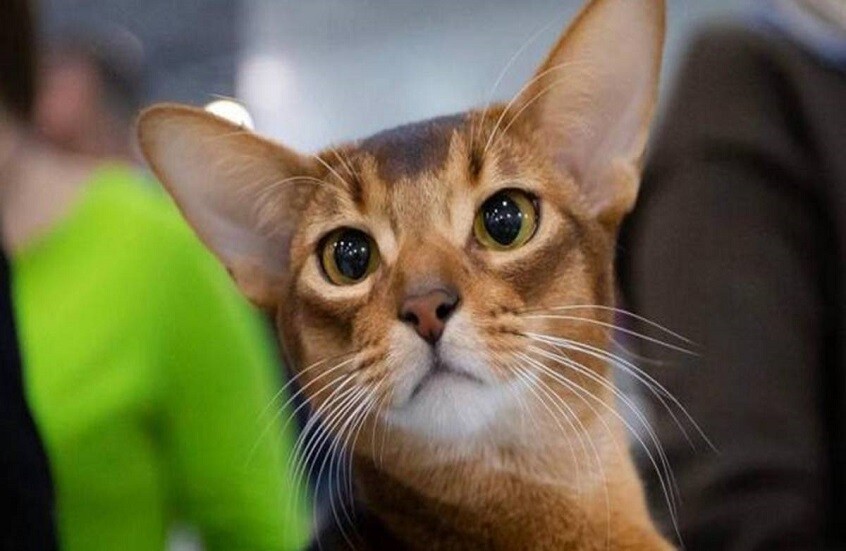 قطة روسية تفوز بلقب أفضل قطة في العالم لعام 2025 (فيديو+صور)