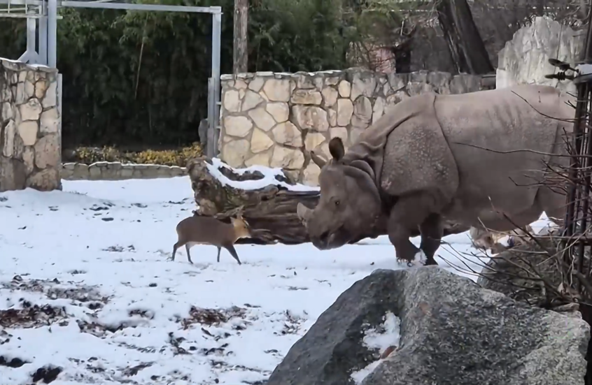 شاهد.. غزال صغير يتحدى وحيد قرن في حديقة حيوانات بولندية