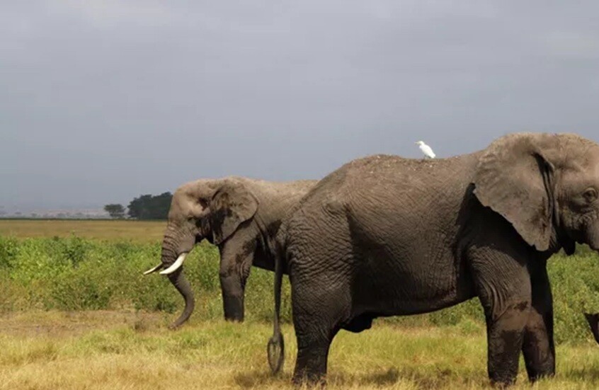 وترجل الزعيم عن فيله ليرى جثة القتيل!