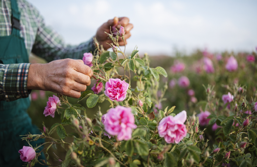 "الورد الدمشقي" قد يحمل سر التخلص من الشيب
