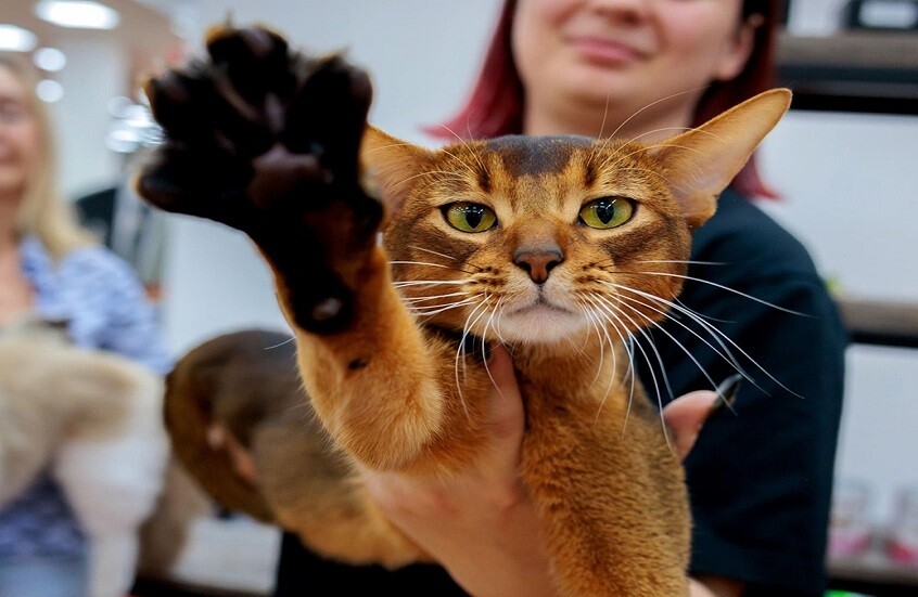 "الحبشي" الروسي يتصدر قائمة أجمل القطط في العالم عام 2025 (صور)