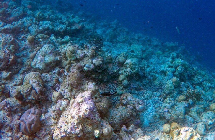 اكتشاف مستعمرة عملاقة من المرجان الأسود في نيوزيلندا