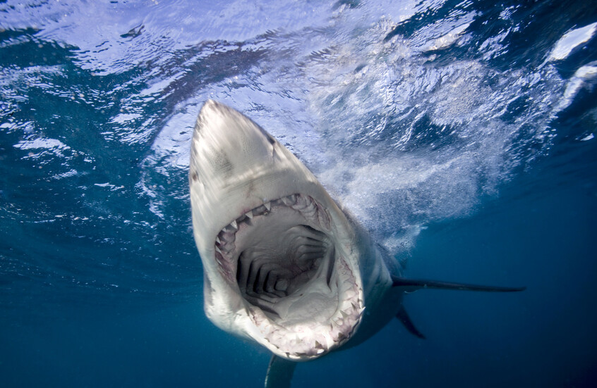 لحظات مروعة.. أسماك القرش تهاجم 3 أشخاص بينهم طفلان في سيدني (فيديو)