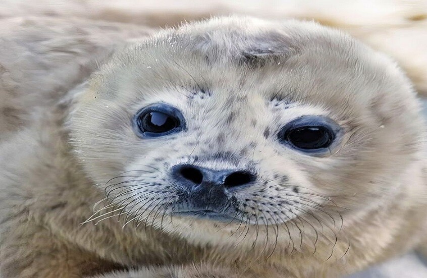 ولادة أول فقمة مرقطة في محمية بحرية بمنطقة الشرق الأقصى الروسي (فيديو)