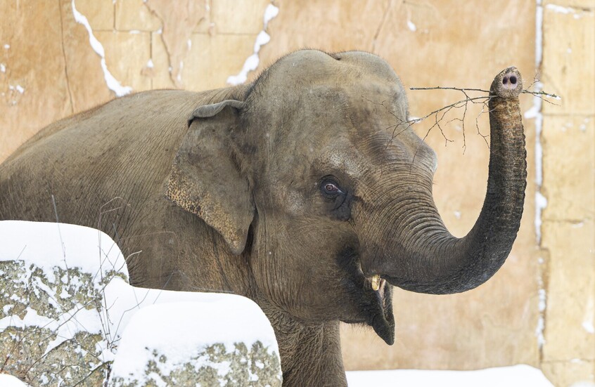 فيل يقتل 22 شخصا بسبب "ارتفاع هرمون الذكورة"