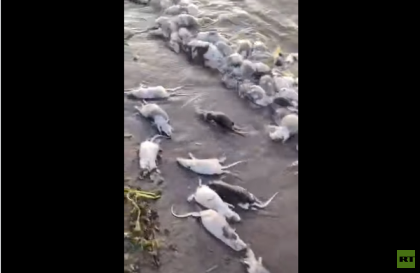 مشهد أثار الذعر.. نهر عطبرة شرق السودان "يلفظ فئرانا"