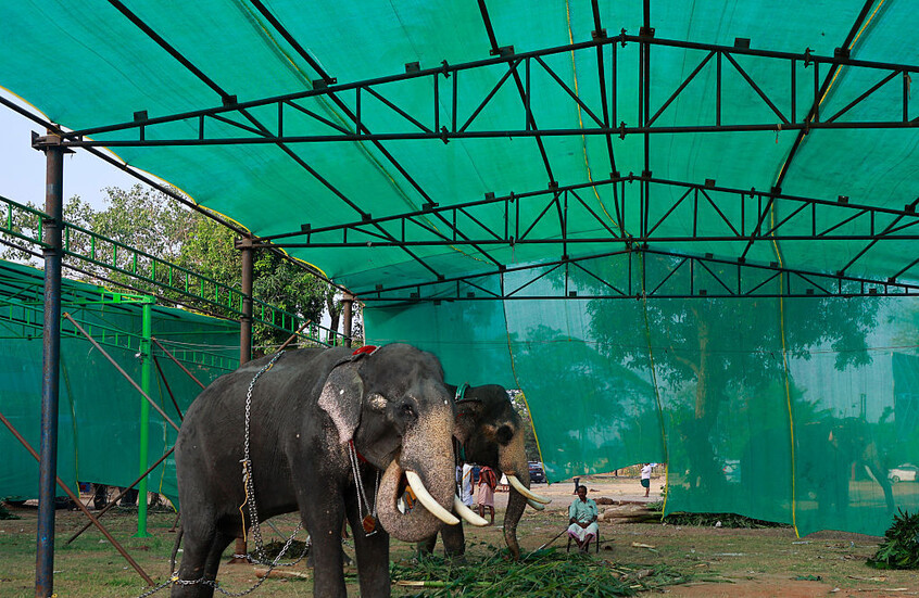 الجيش الإندونيسي يدعم السلطات المحلية في مواجهة الأفيال في لامبونج