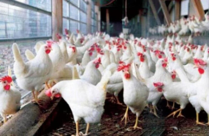 "الآيفون مش أحسن من الفراخ".. تصريح صادم من مسؤول مصري لحماية الدواجن