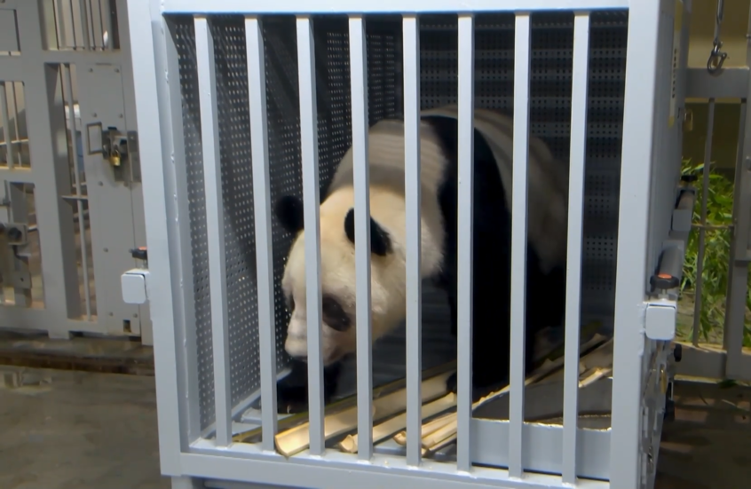 نهاية "دبلوماسية الباندا".. اليابان تودع  آخر اثنين من حيوانات الباندا العملاقة إلى الصين