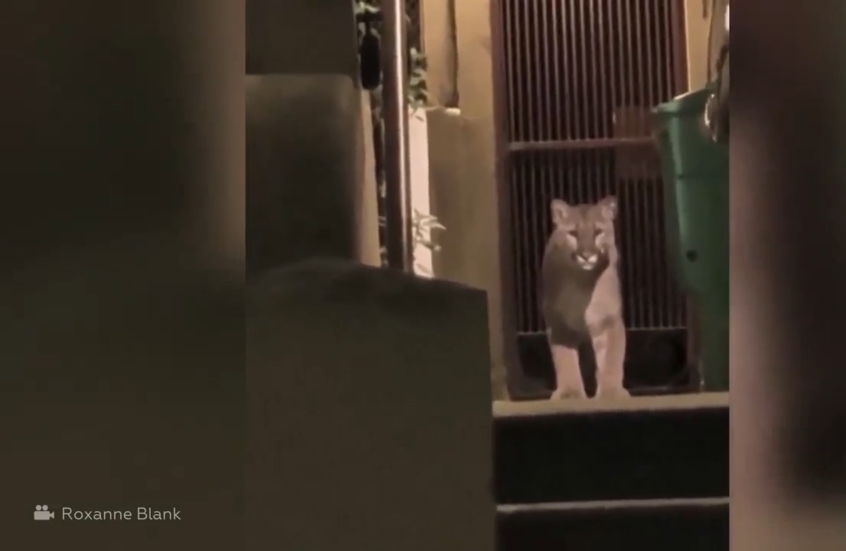 شاهد.. أسد جبلي تنتهي جولته في سان فرانسيسكو بالقفص