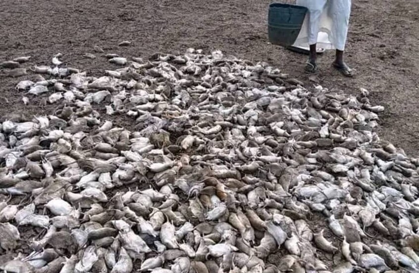 ظاهرة بيئية مقلقة تمتد عبر ولايات السودان