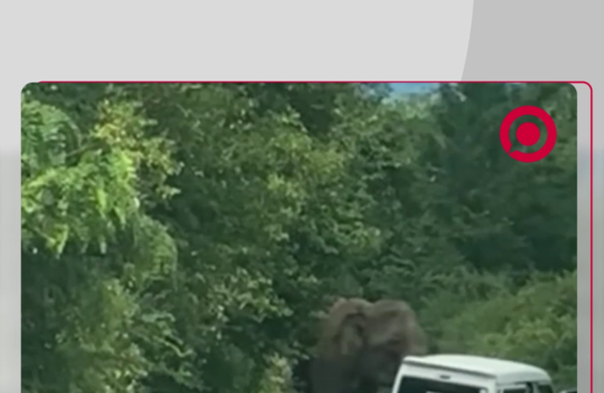 فيل في سريلانكا يهاجم سيارة تقل سياحا من روسيا