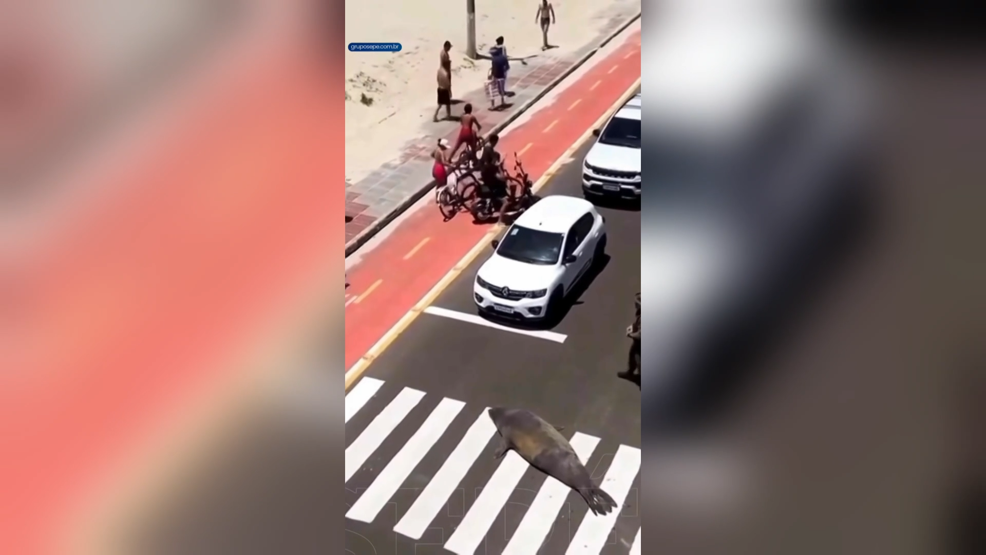 أسد بحر يترك المحيط ليتجول في الشوارع البرازيلية