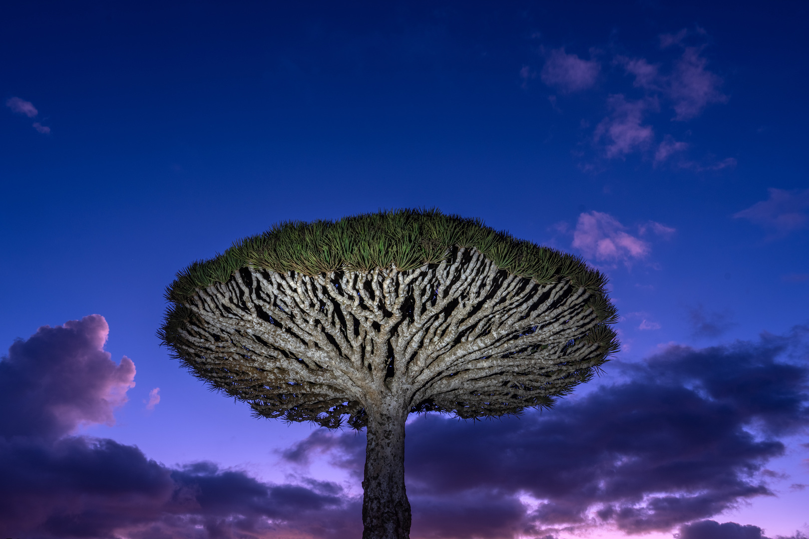 أكثر من 400 سائح عالقون في جزيرة سقطرى اليمنية بعد إلغاء الرحلات الجوية بسبب النزاع