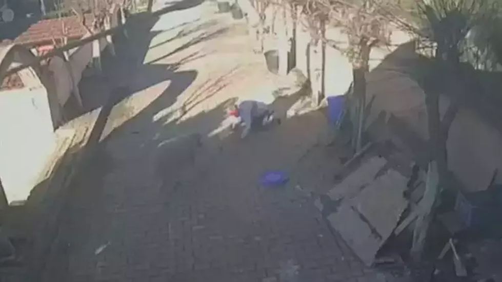 حادثة صادمة في إسطنبول.. كبش شرس يهاجم صاحبه لعدة دقائق وعدسات الكاميرا توثق الواقعة (فيديو)