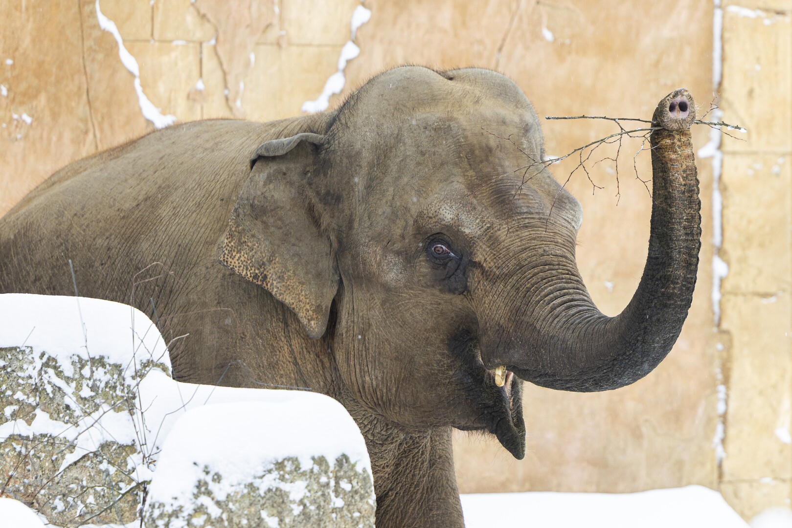 فيل يقتل 22 شخصا بسبب "ارتفاع هرمون الذكورة"